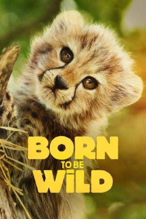 Born to Be Wild afiş