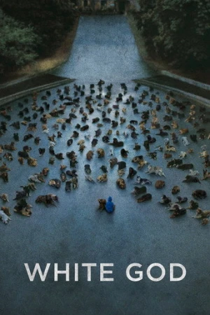 Beyaz Tanrı (2014) izle