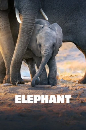 Elephant (2020) izle