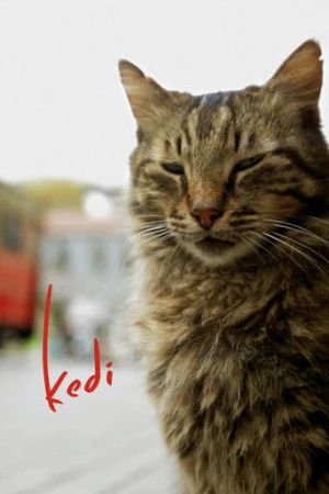 Kedi afiş
