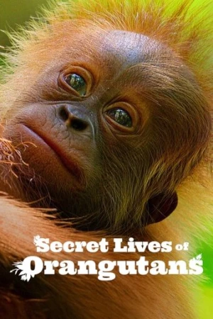 Orangutanların Gizli Yaşamı (2024) izle