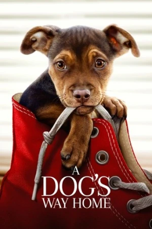 Sadık Dostum (2019) izle