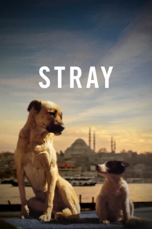 Stray afiş